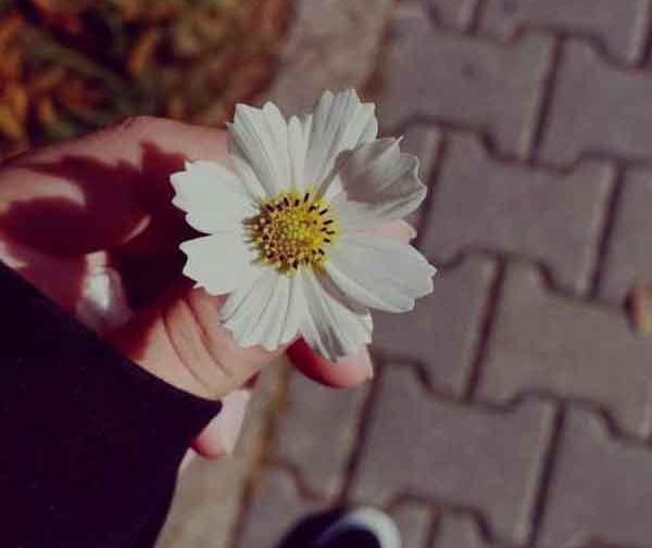 عکس گل برای پروفایل خاص