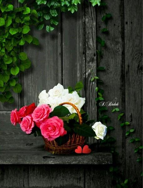 عکس گل برای پروفایل خاص
