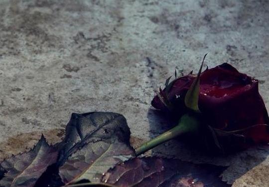 عکس گل رز سیاه پروفایل