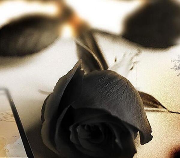 عکس گل رز سیاه پروفایل