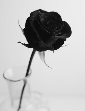 عکس گل رز سیاه پروفایل