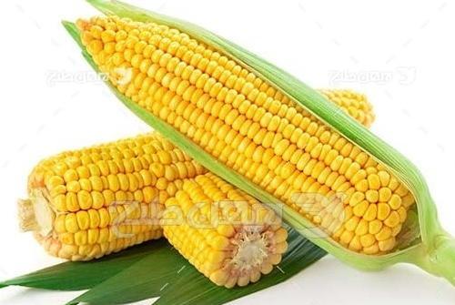 عکس واقعی ذرت