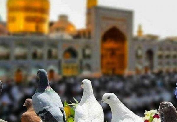 یک عکس از حرم امام رضا