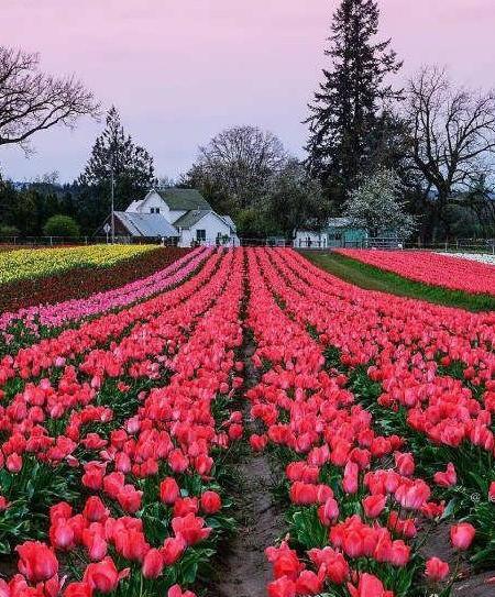 گل فانتزی عکس طبیعت برای پروفایل