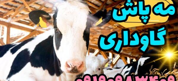 عکس گاو عربی
