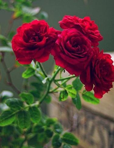 عاشقانه عکس گل برای پروفایل واتساپ