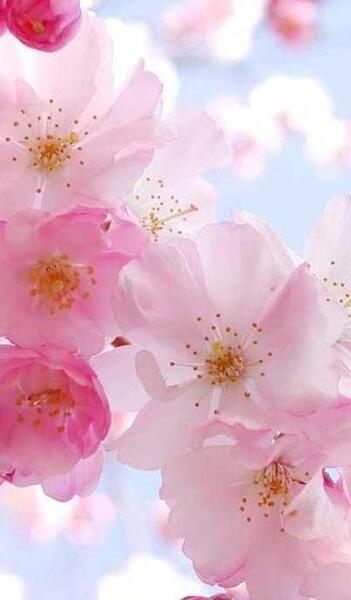 عکس گل برای پروفایل گوشی