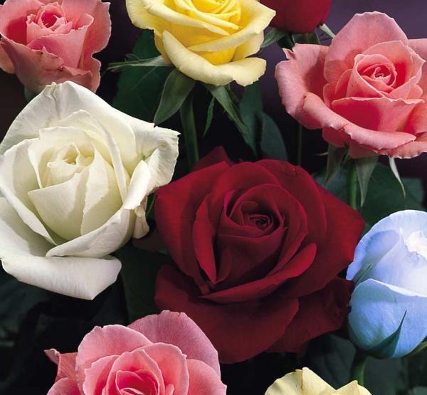 عکس گل برای پروفایل گوشی