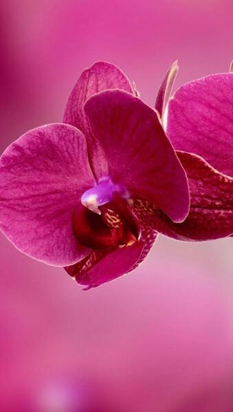 عکس گل برای پروفایل گوشی
