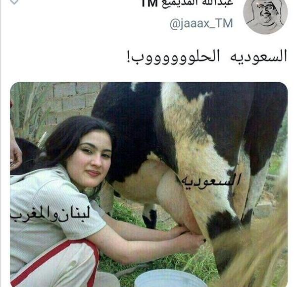 عکس گاو ماده شیرده