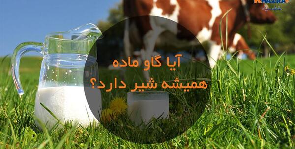 عکس گاو ماده شیرده