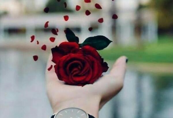 عکس گل ساده پروفایل
