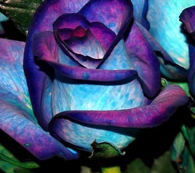 عکس گل هفت رنگ برای پروفایل