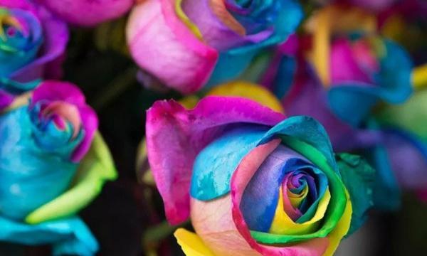عکس گل هفت رنگ برای پروفایل