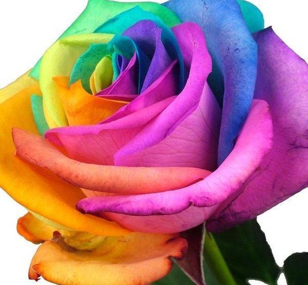 عکس گل هفت رنگ برای پروفایل