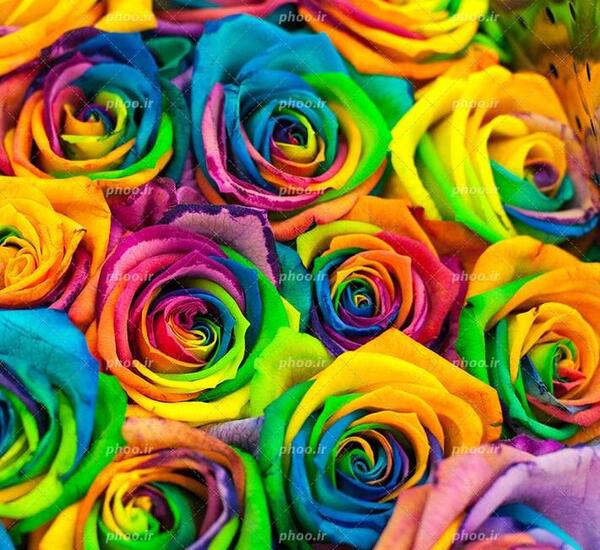 عکس گل هفت رنگ برای پروفایل