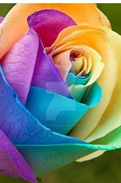 عکس گل هفت رنگ برای پروفایل