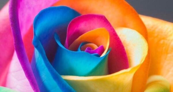 عکس گل هفت رنگ برای پروفایل