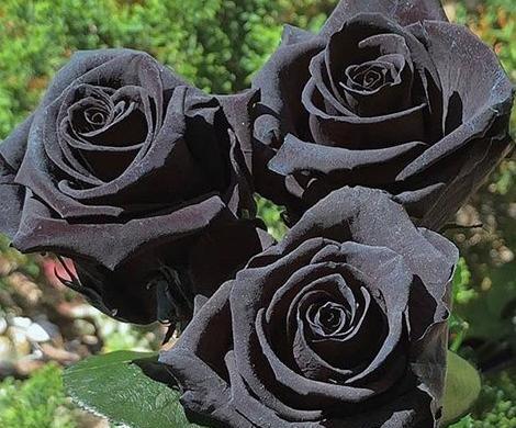عکس گل مشکی غمگین برای پروفایل