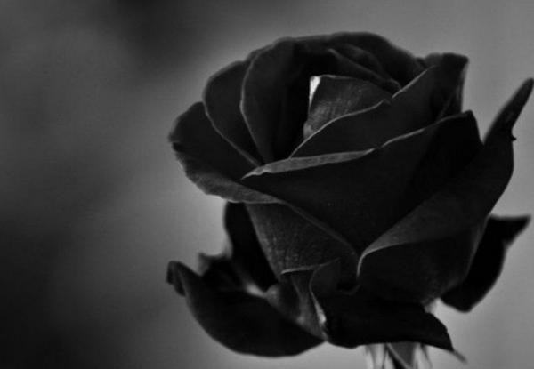 عکس گل مشکی غمگین برای پروفایل