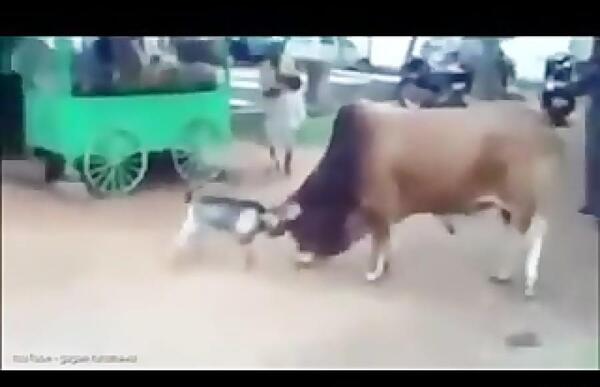عکس گاو شاخ دراز