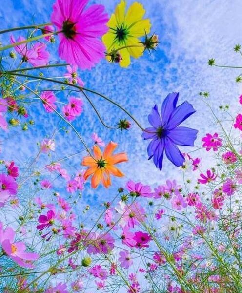 عکس گل زیبا برای پروفایل شاد