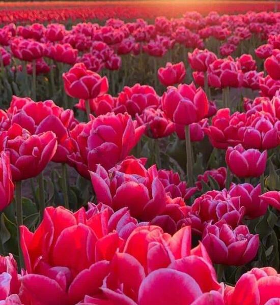 عکس گل زیبا برای پروفایل شاد