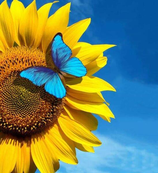 عکس گل زیبا برای پروفایل شاد