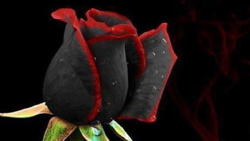 عکس گل رز برای پروفایل شاد