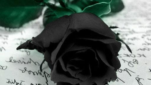 عکس گل رز برای پروفایل شاد