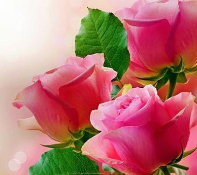 عکس گل رز برای پروفایل شاد