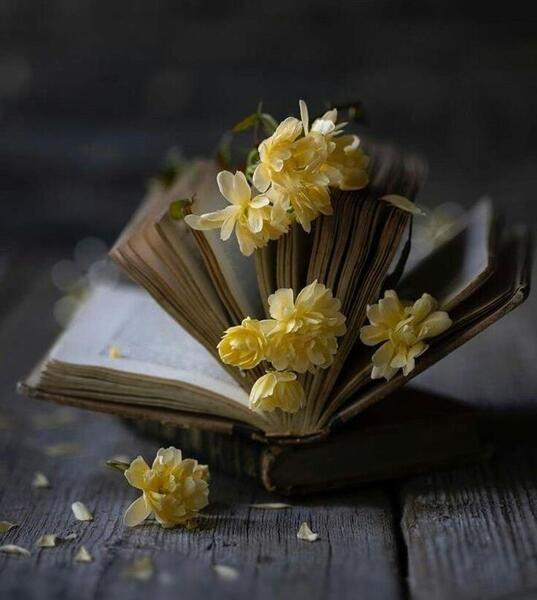 عکس گل رز برای پروفایل شاد