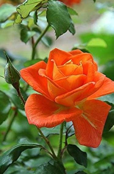 عکس گل رز برای پروفایل شاد