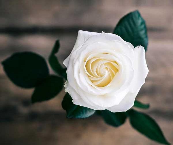 عکس گل رز برای پروفایل شاد