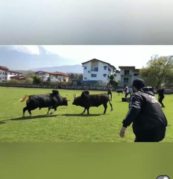 عکس گاو نر ایرانی