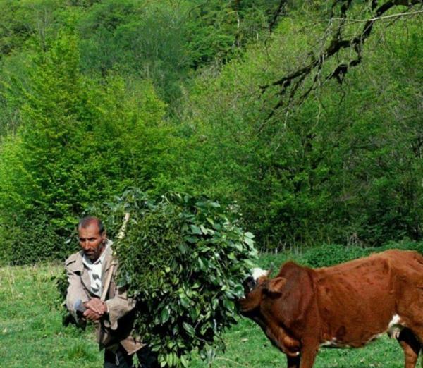 عکس گاو واقعی ایرانی