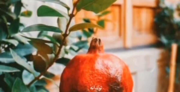 عکس نیسان گاو