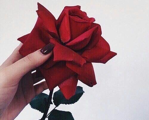 عکس گل پروفایل قشنگ