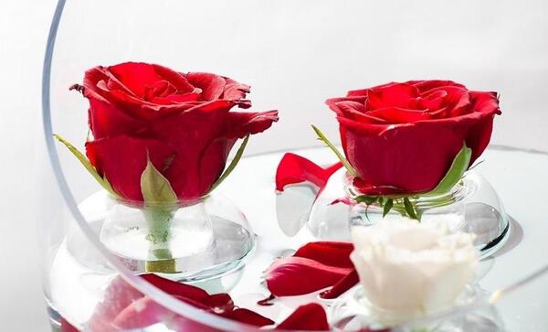 عکس گل برای پروفایل رز