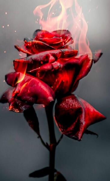 عکس گل برای پروفایل پسرانه