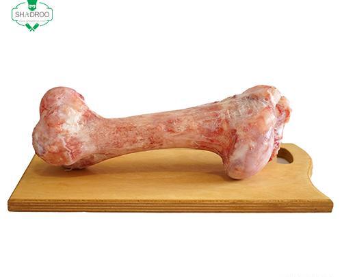 عکس قلم گاو