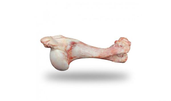 عکس قلم گاو