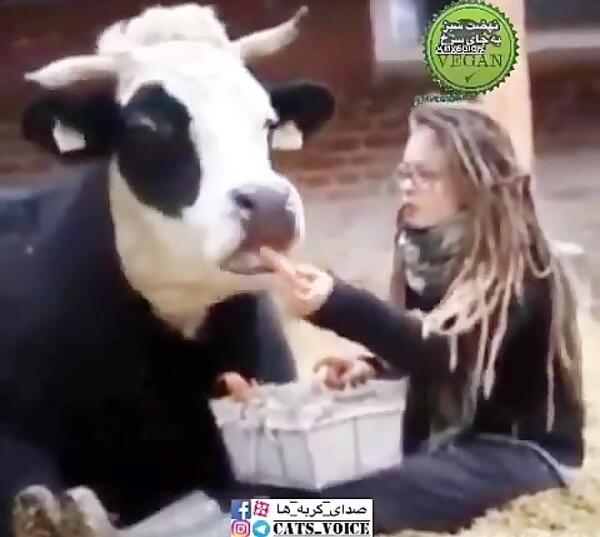 عکس گاو در حال غذا خوردن