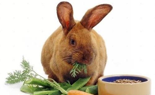 عکس گاو در حال غذا خوردن