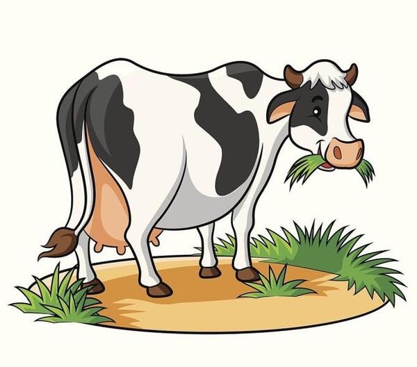 عکس گاو در حال غذا خوردن