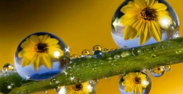 عکس گل در آب برای پروفایل