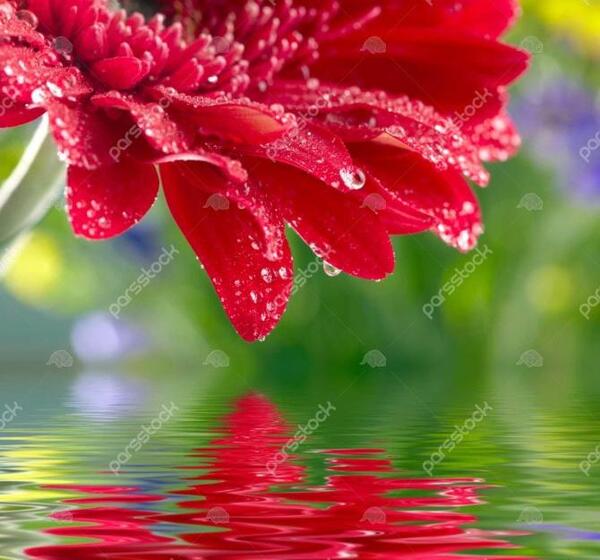 عکس گل در آب برای پروفایل