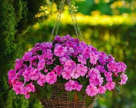 عکس گل در آب برای پروفایل