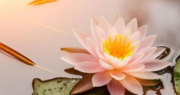 عکس گل در آب برای پروفایل