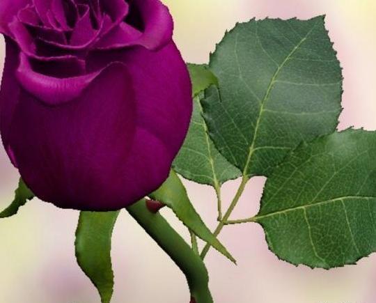 عکس گل تیره برای پروفایل